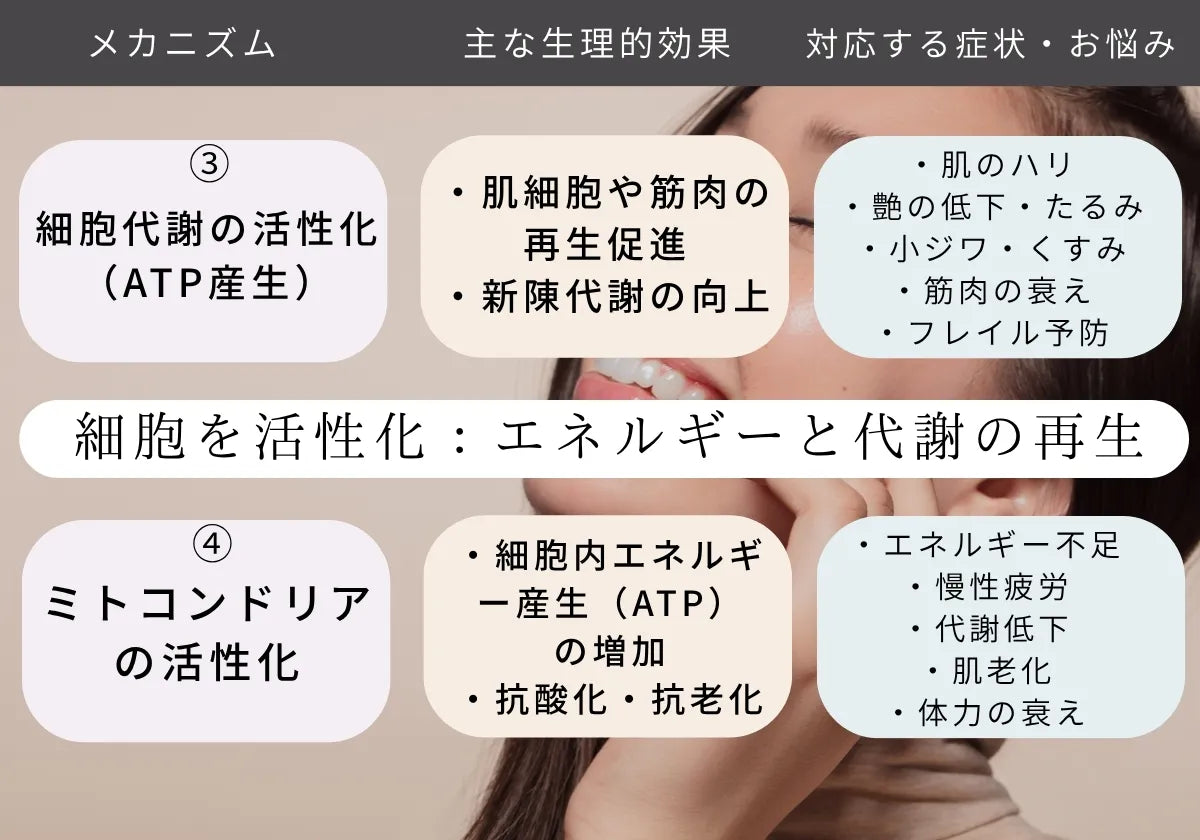 細胞代謝の活性化による肌のハリ、ツヤの低下 たるみ 小じわ くすみ 改善 フレイル予防 ミトコンドリア活性化による エネルギー不足 慢性疲労 代謝低下 肌老化 体力の衰え改善　が期待できます